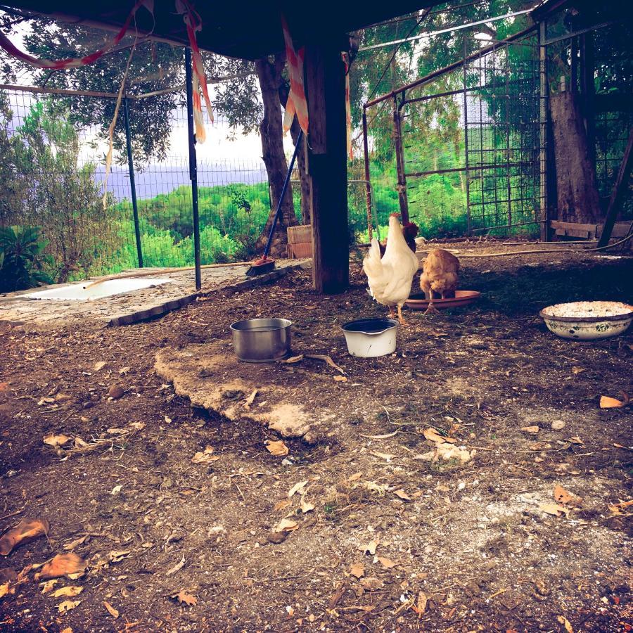 La Gallina Nel Castello Citr Oo9002-Beb Oo11 Αλμπένγκα Εξωτερικό φωτογραφία