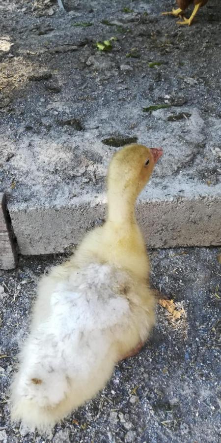 La Gallina Nel Castello Citr Oo9002-Beb Oo11 Αλμπένγκα Εξωτερικό φωτογραφία