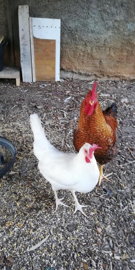La Gallina Nel Castello Citr Oo9002-Beb Oo11 Αλμπένγκα Εξωτερικό φωτογραφία