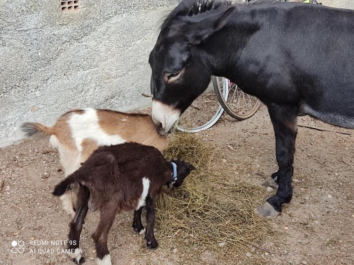 La Gallina Nel Castello Citr Oo9002-Beb Oo11 Αλμπένγκα Εξωτερικό φωτογραφία
