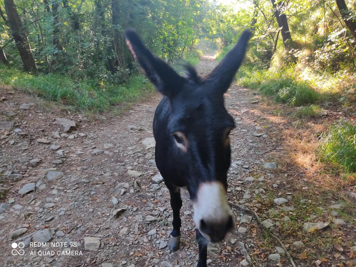 La Gallina Nel Castello Citr Oo9002-Beb Oo11 Αλμπένγκα Εξωτερικό φωτογραφία