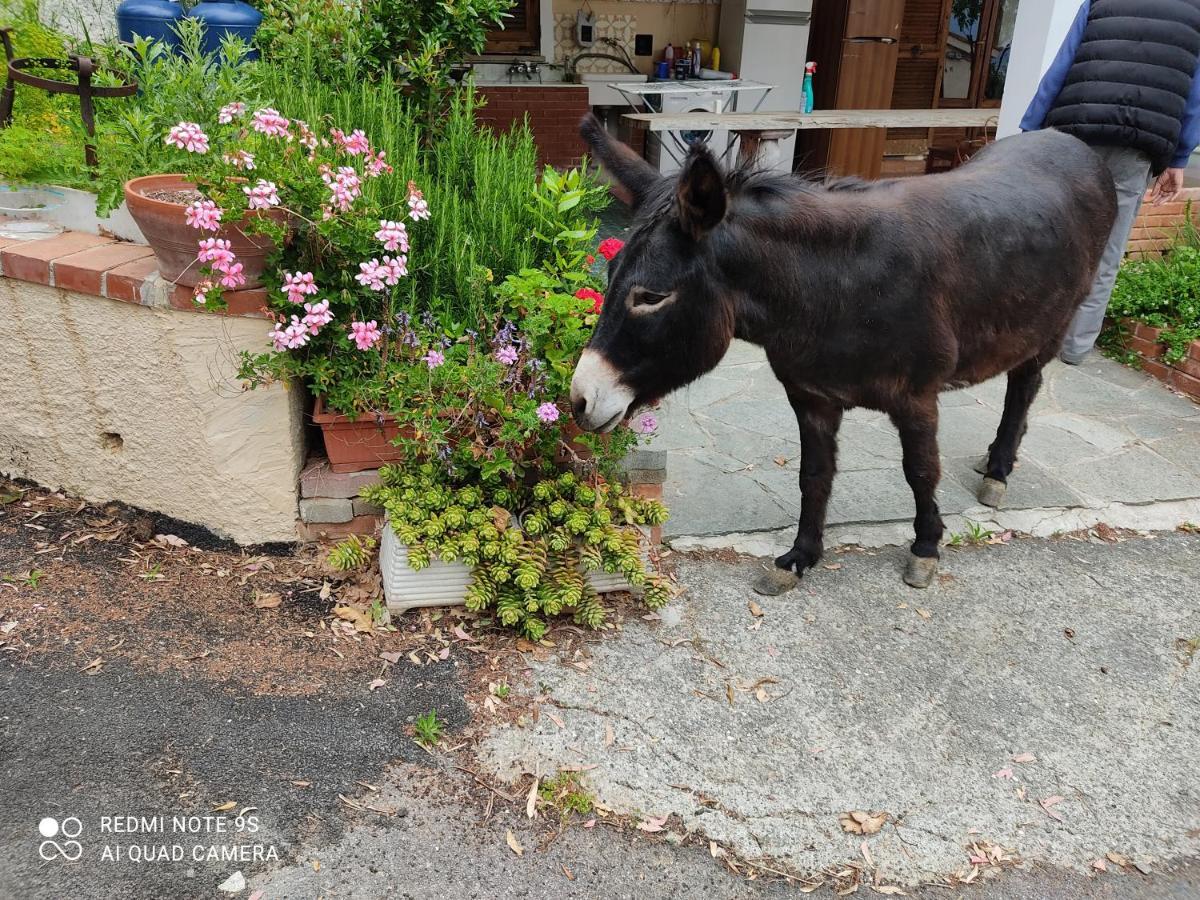La Gallina Nel Castello Citr Oo9002-Beb Oo11 Αλμπένγκα Εξωτερικό φωτογραφία