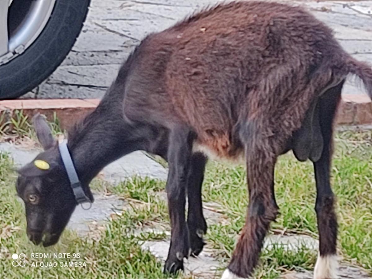 La Gallina Nel Castello Citr Oo9002-Beb Oo11 Αλμπένγκα Εξωτερικό φωτογραφία