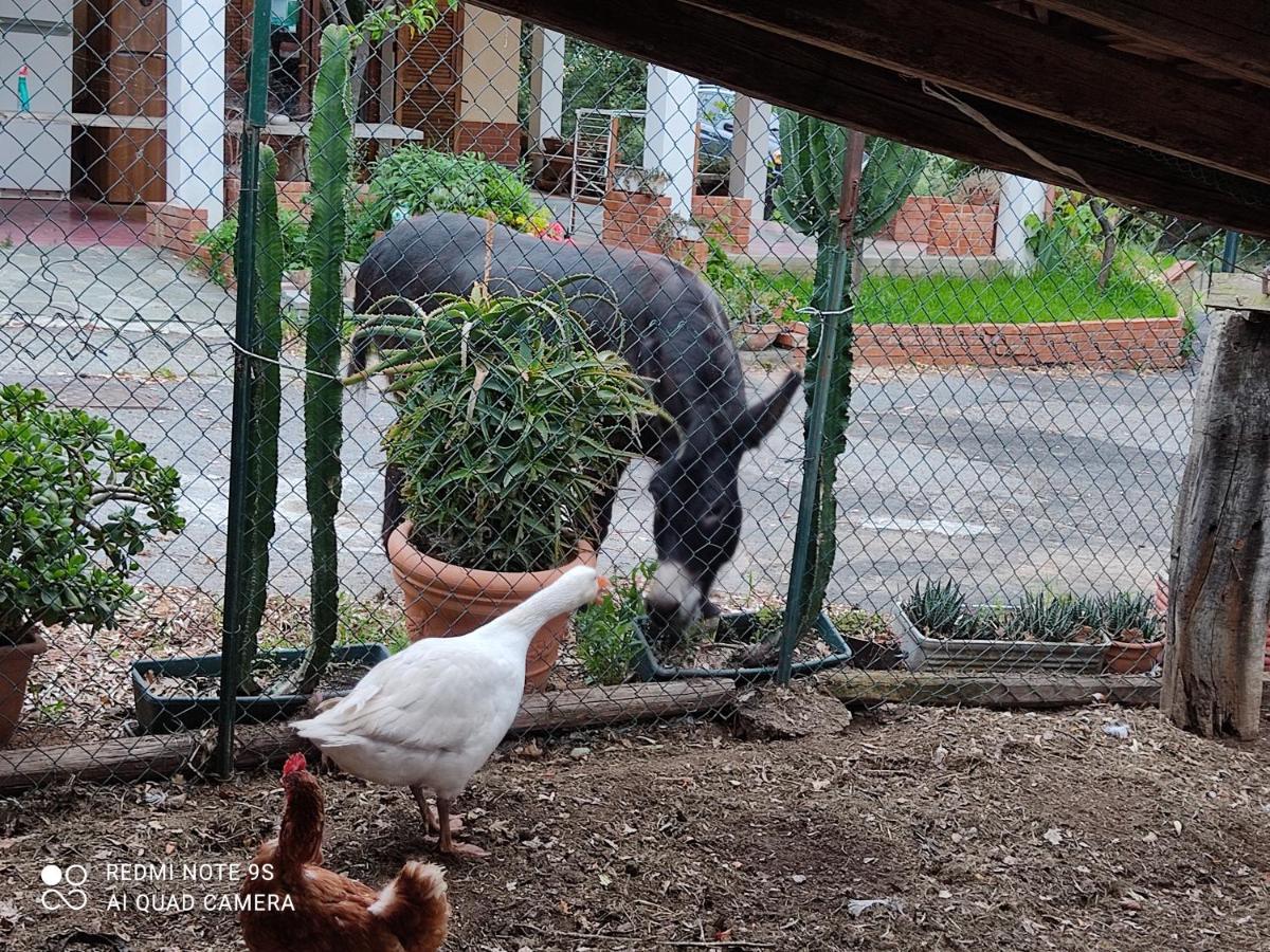 La Gallina Nel Castello Citr Oo9002-Beb Oo11 Αλμπένγκα Εξωτερικό φωτογραφία