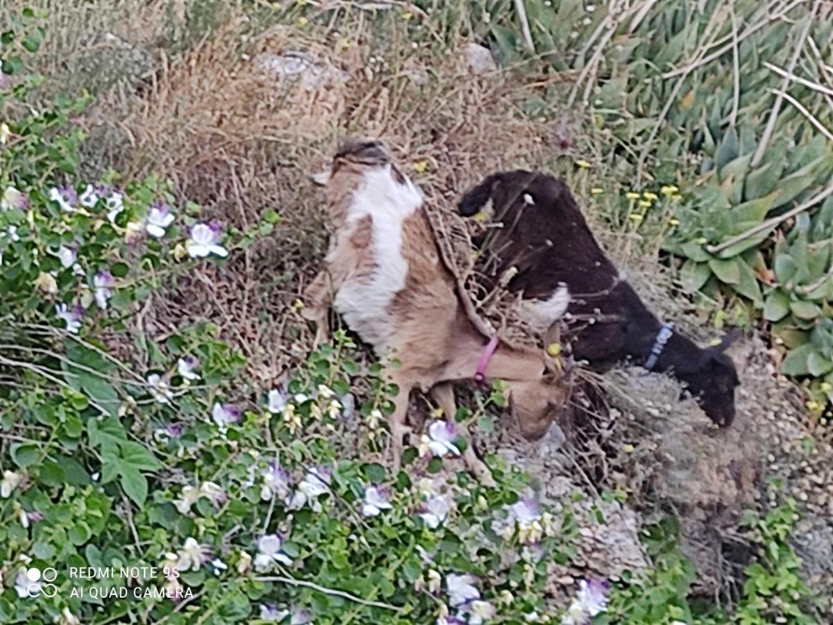 La Gallina Nel Castello Citr Oo9002-Beb Oo11 Αλμπένγκα Εξωτερικό φωτογραφία